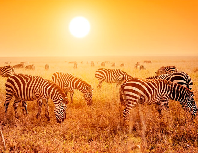 Safari en Kenia y Playas de Zanzibar